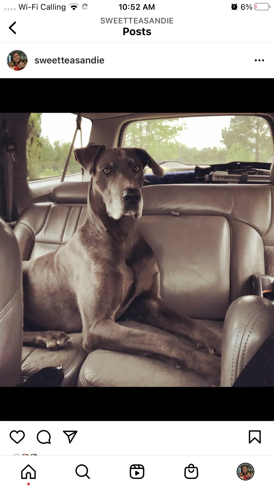 Lost dog in Broadway, NC, 27505