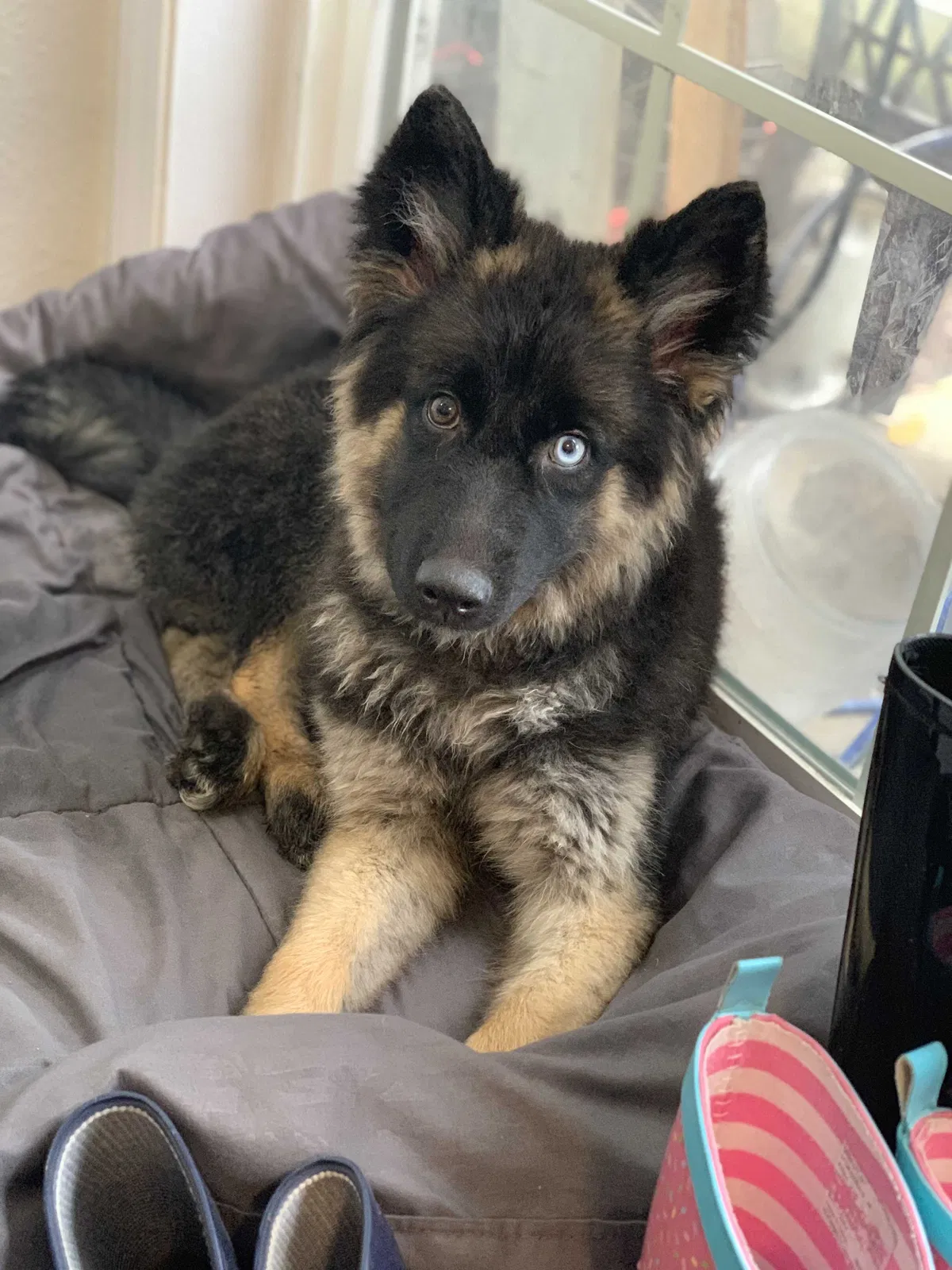 Lost dog in Eugene, OR, 97404