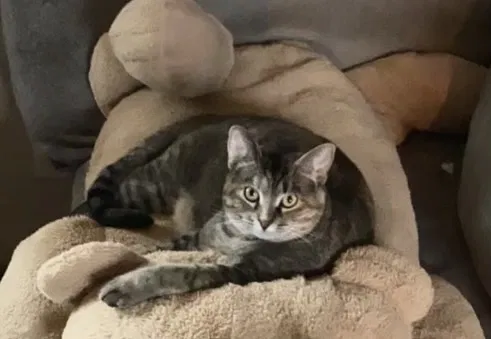 Lost cat in Grand Rapids, MI, 49548
