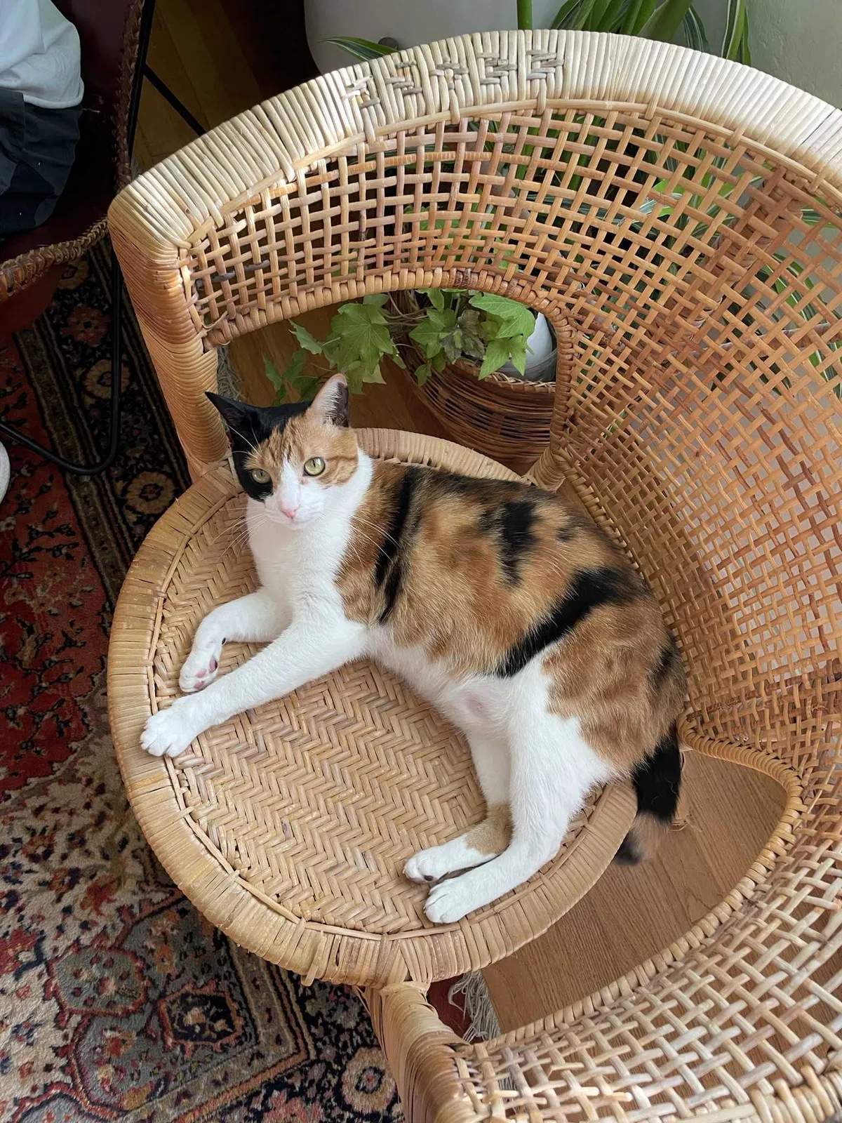 Lost cat in El Cajon, CA, 92020