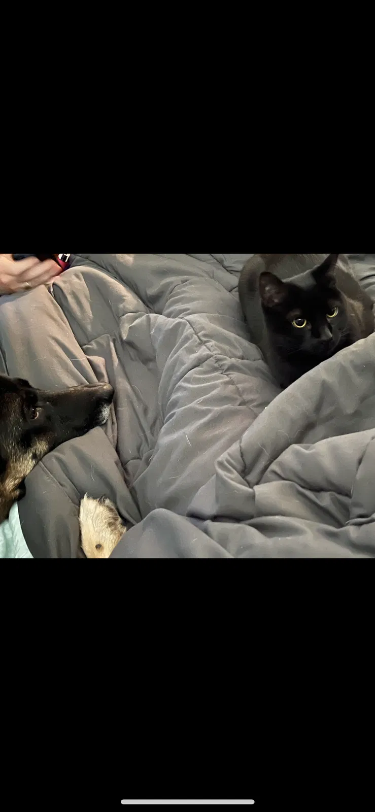 Lost cat in West Columbia, SC, 29170