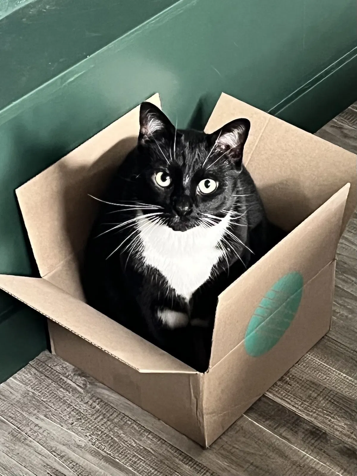 Lost cat in Portland, OR, 97211