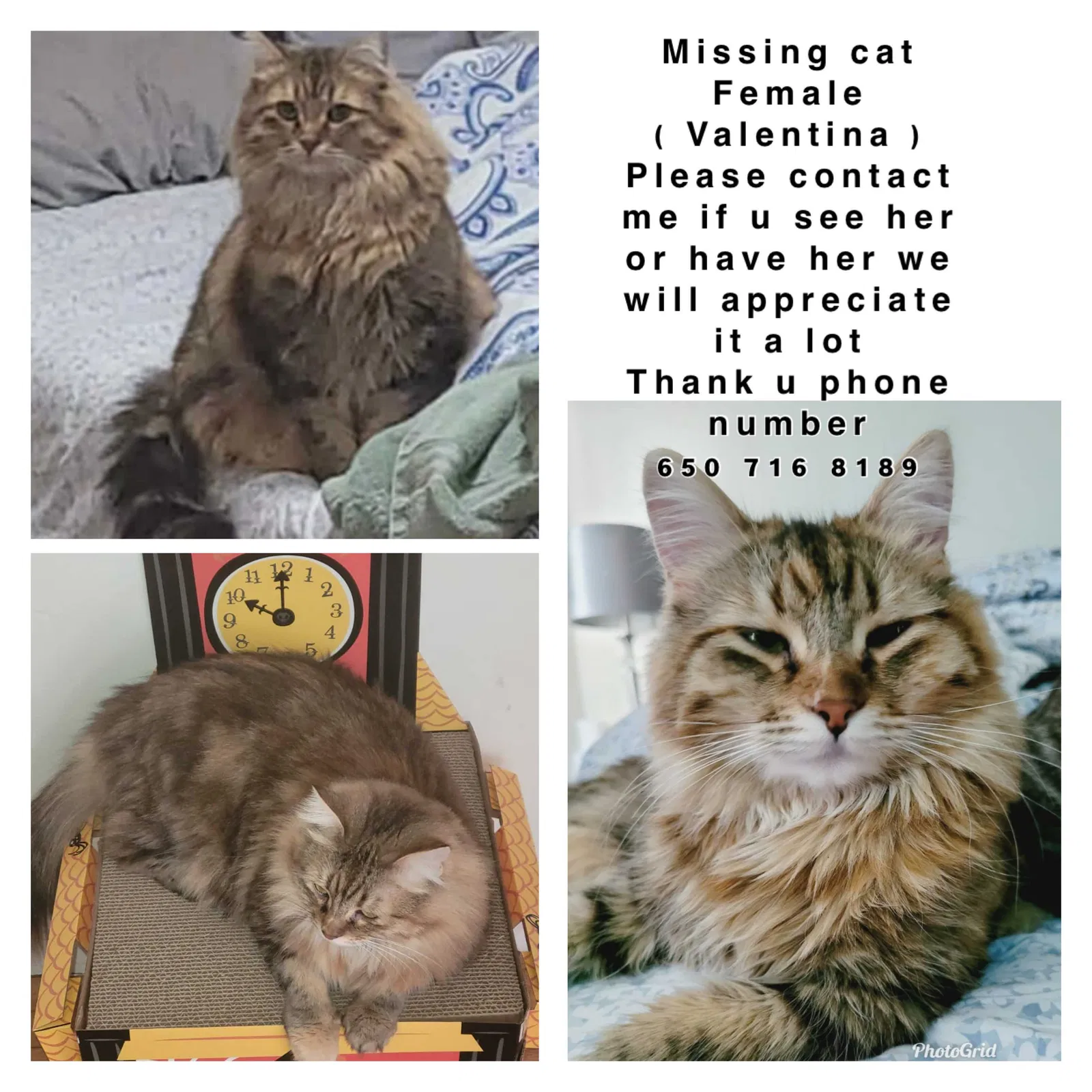 Lost cat in Fremont, CA, 94538