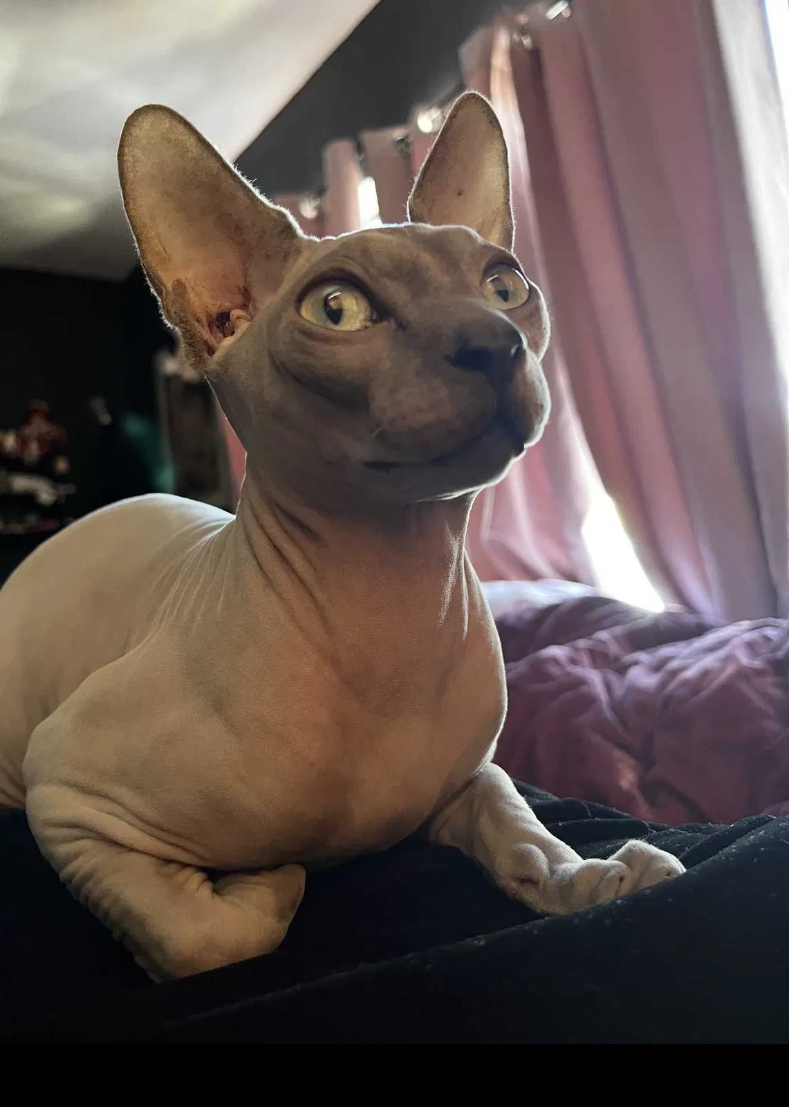 Lost cat in Pacoima, CA, 91331