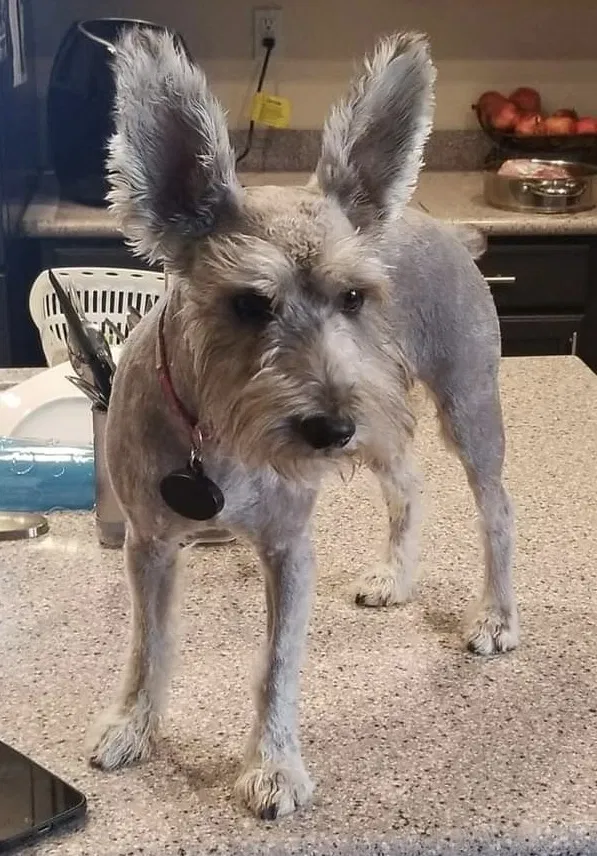 Lost dog in Moreno Valley, CA, 92555