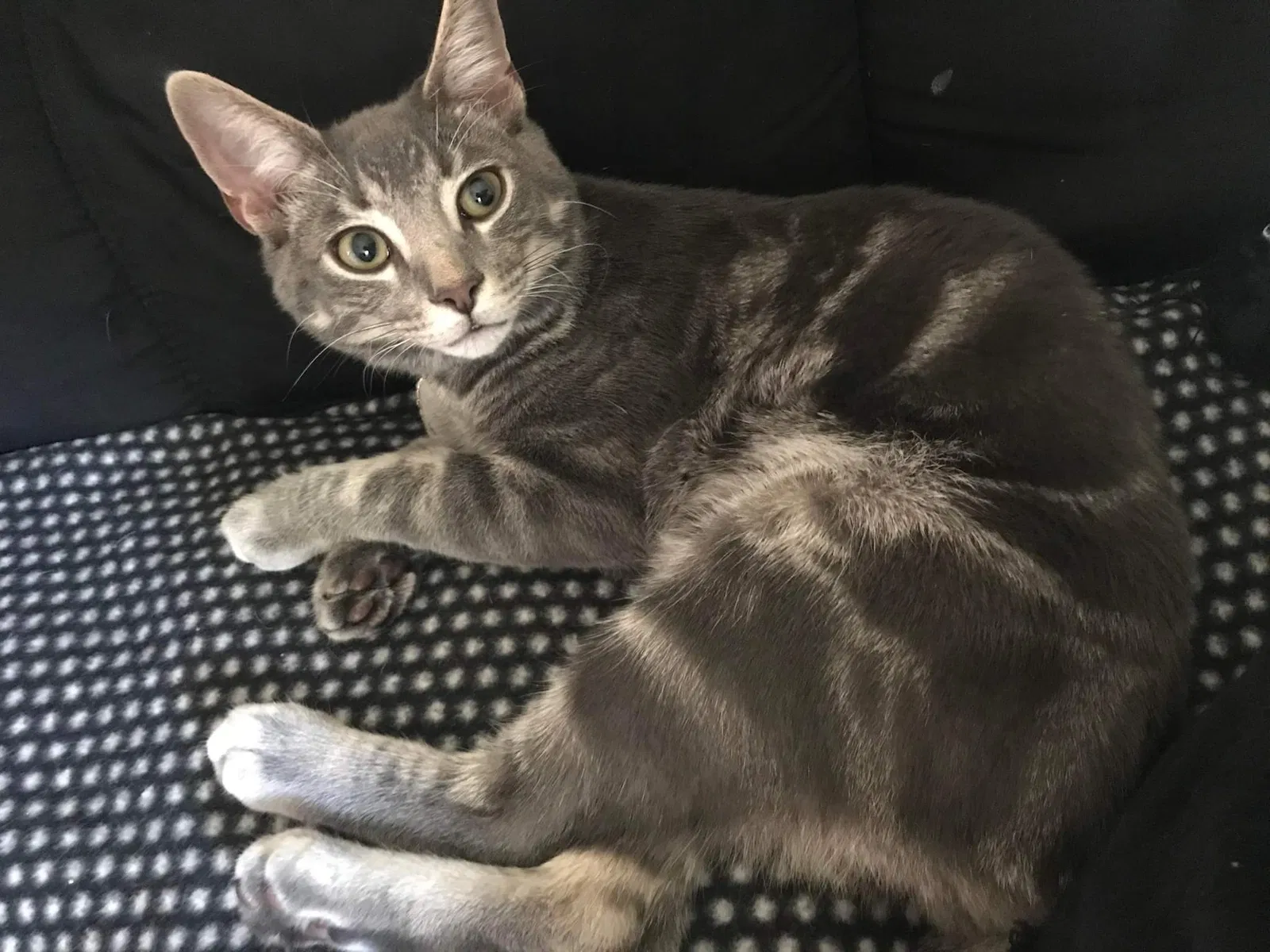 Lost cat in Salem, NJ, 8079