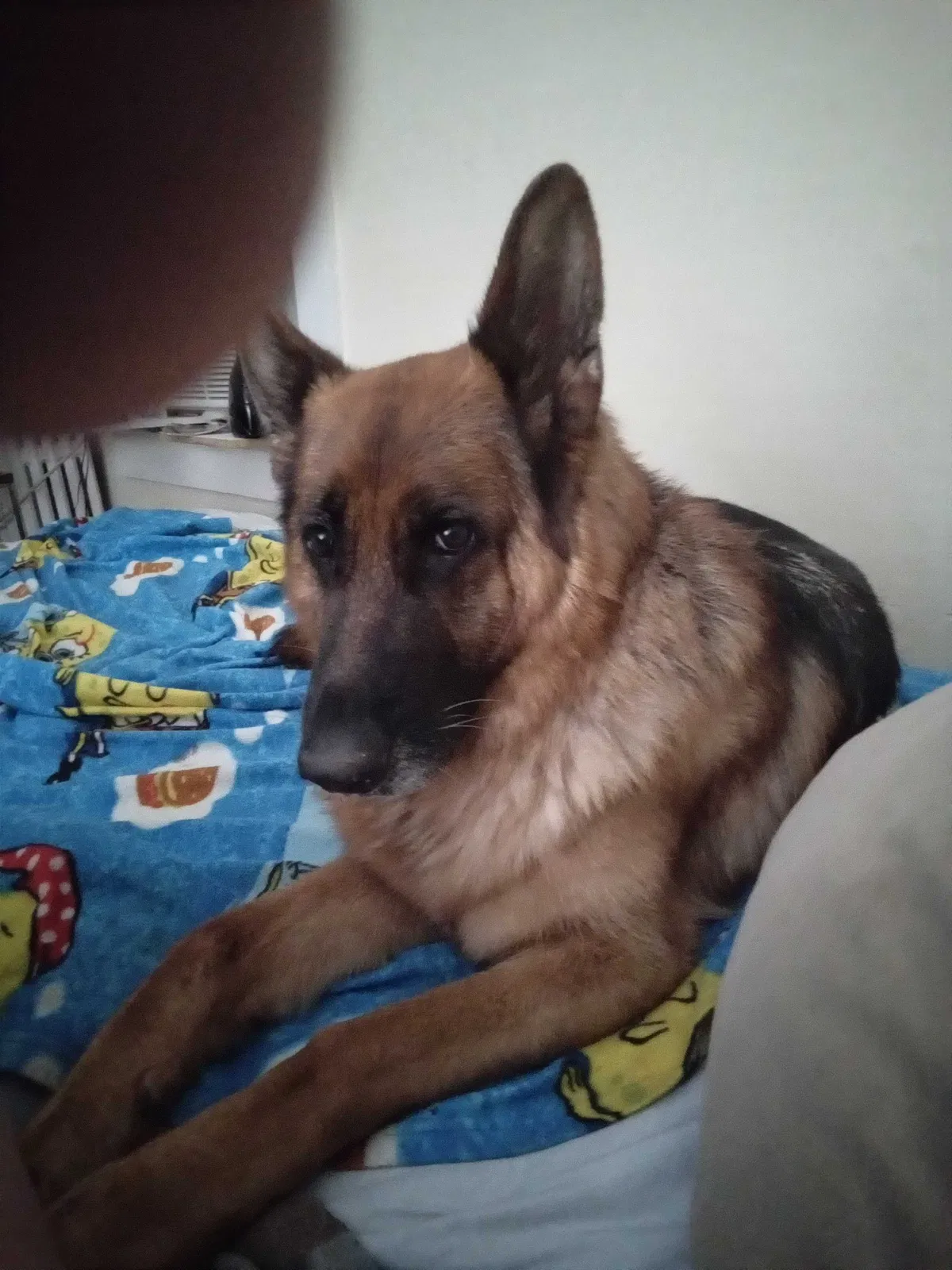Lost dog in Almont, MI, 48003
