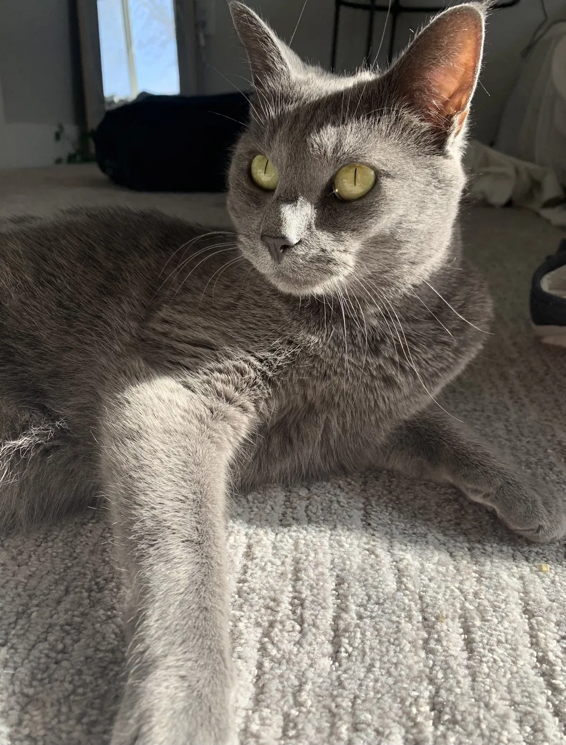 Lost cat in Unknown, UT, 84009