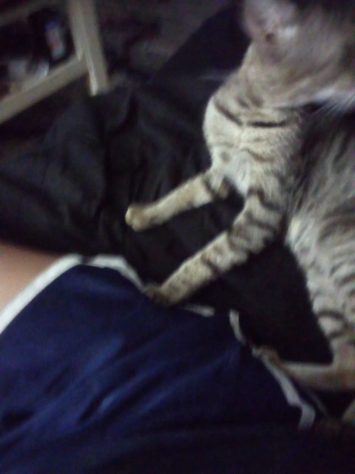 Lost cat in Enterprise, AL, 36330