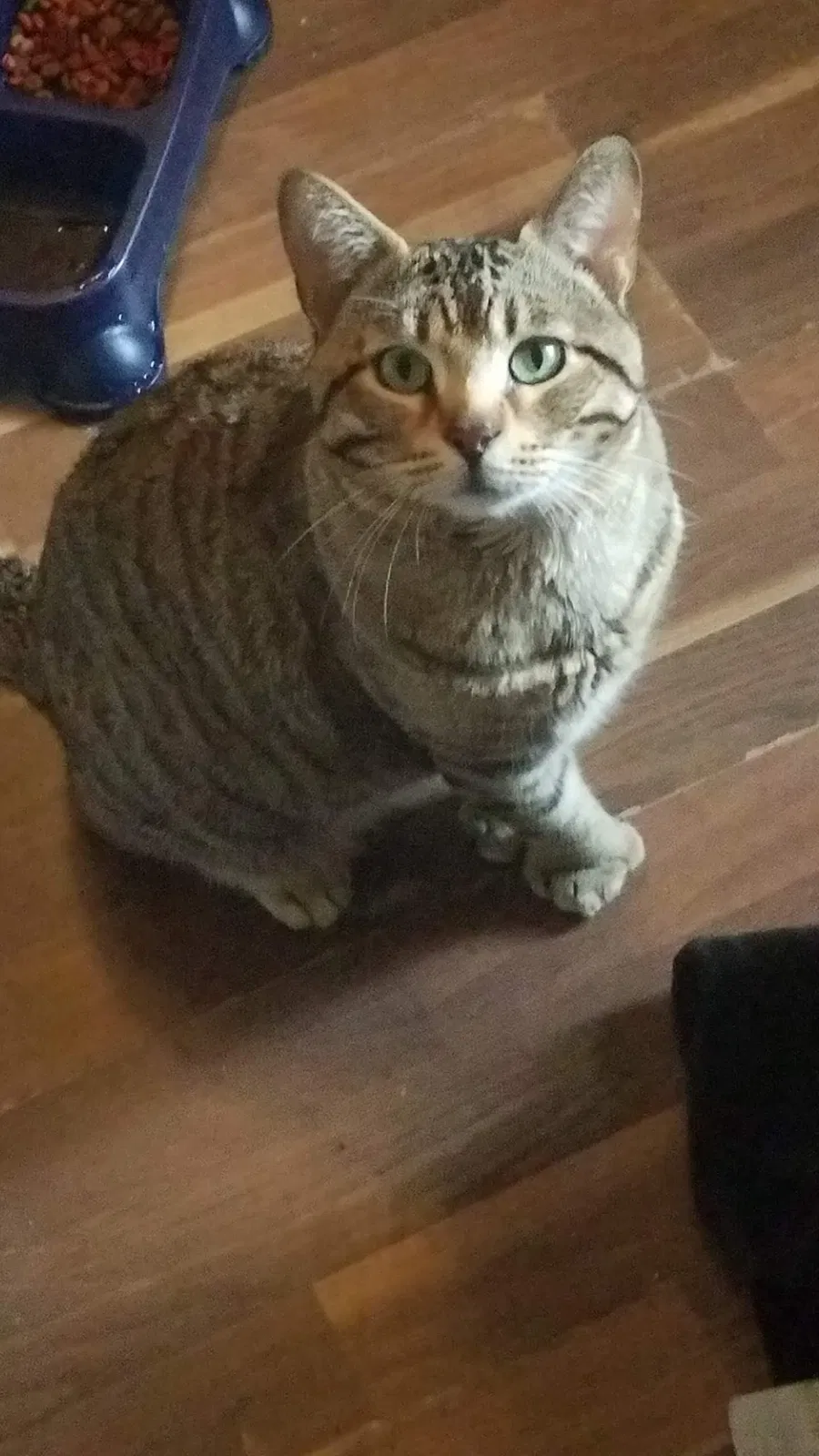 Lost cat in Wichita, KS, 67213