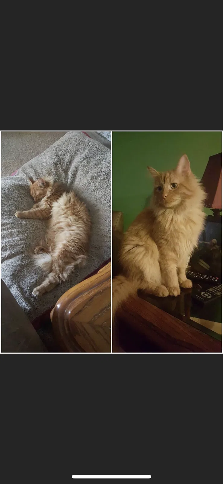 Lost cat in Camby, IN, 46113
