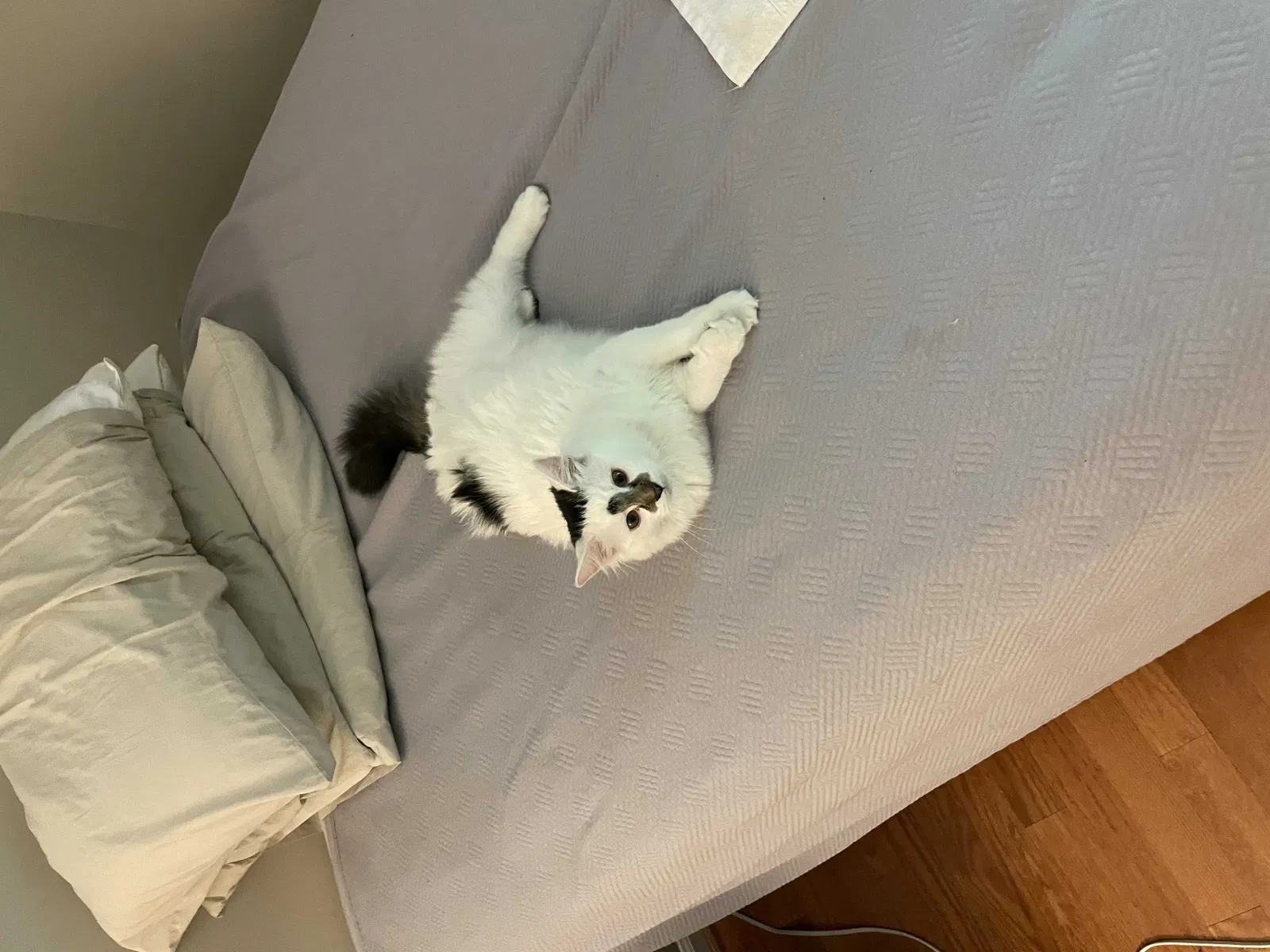 Lost cat in Charlottesville, VA, 22902