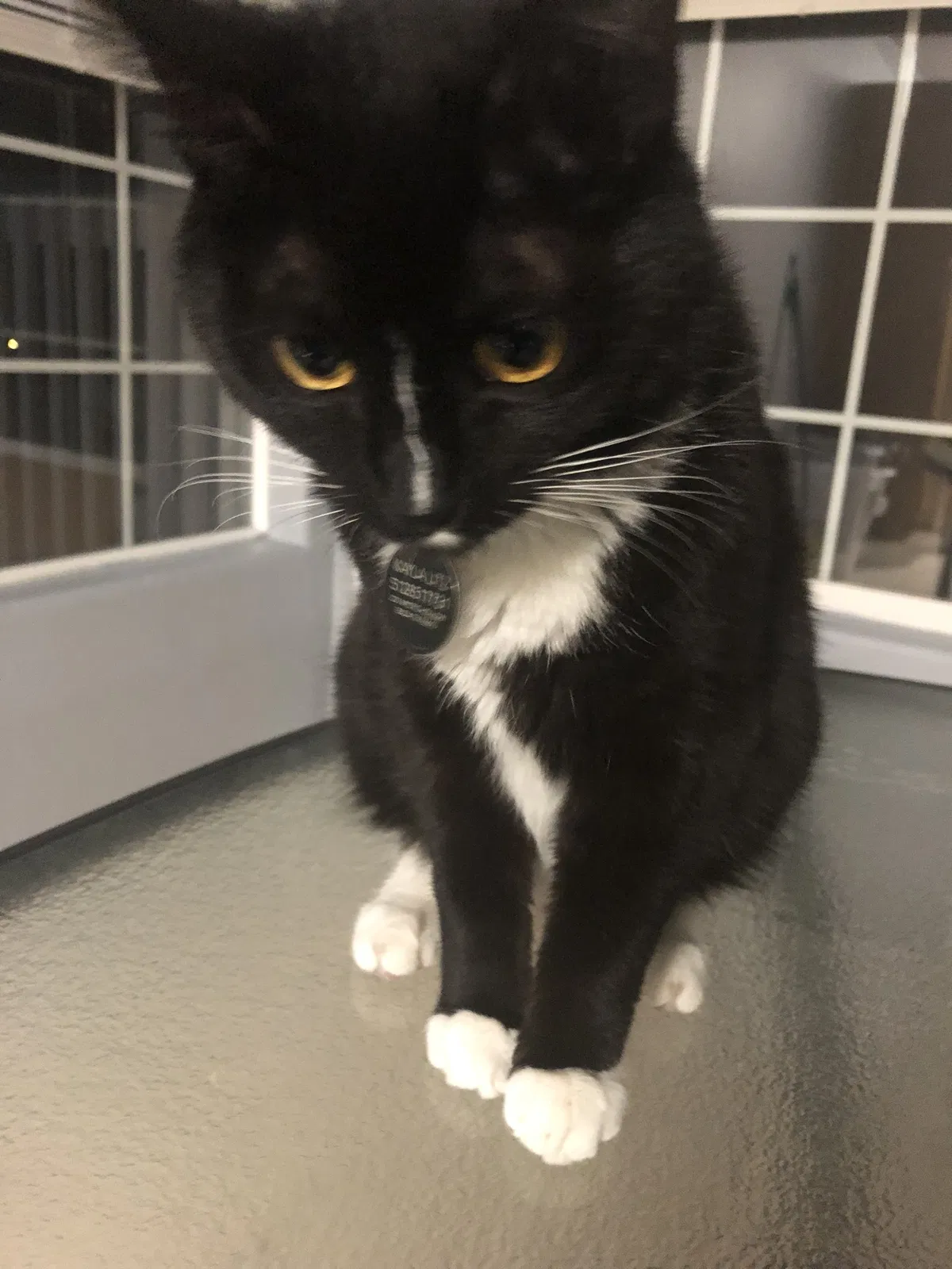 Lost cat in Broomfield, CO, 80020