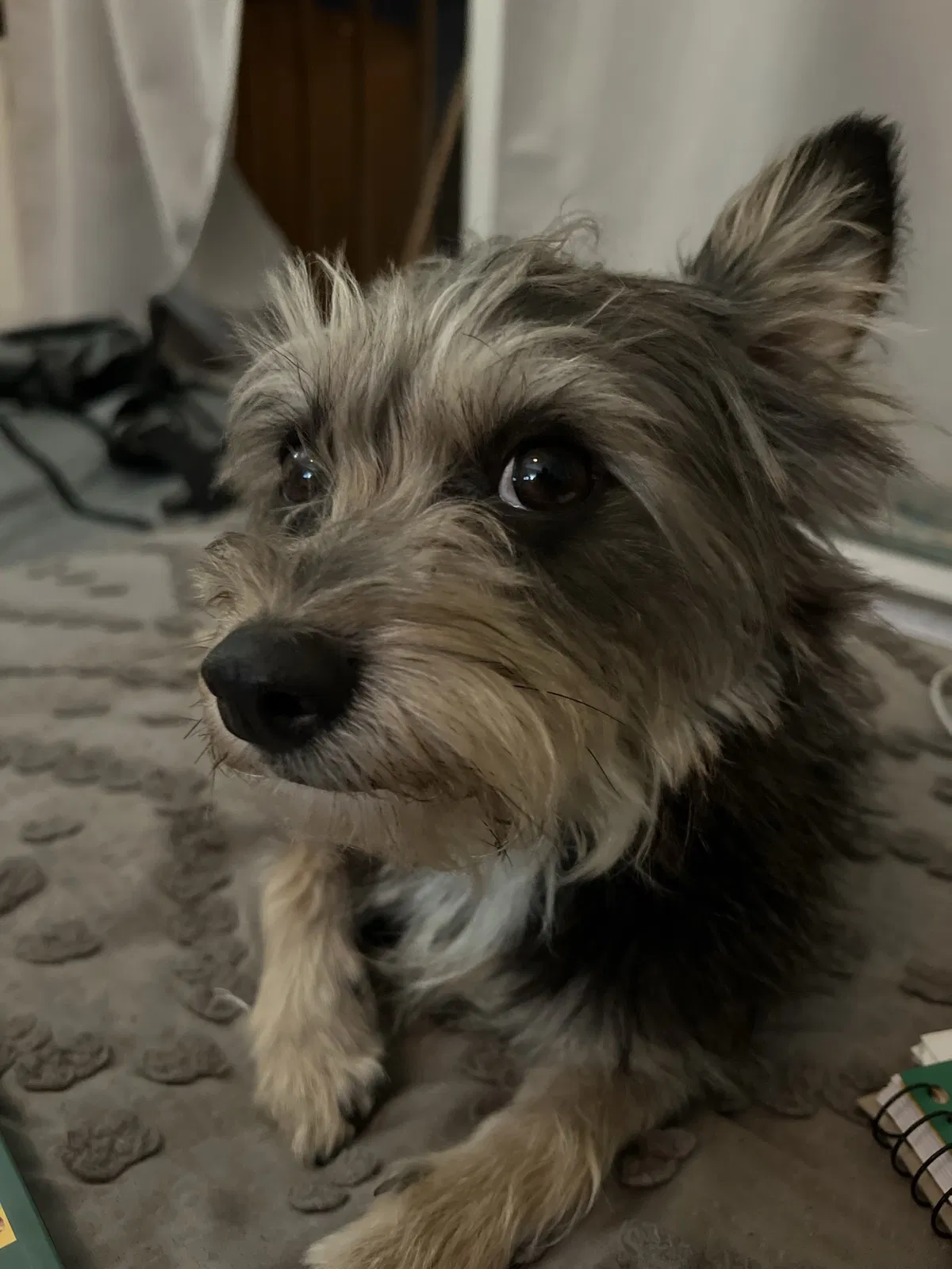 Lost dog in Los Angeles, CA, 90062