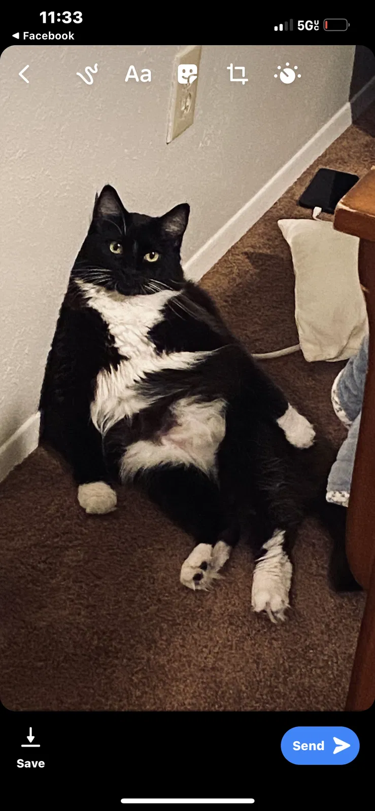 Lost cat in Portland, OR, 97203
