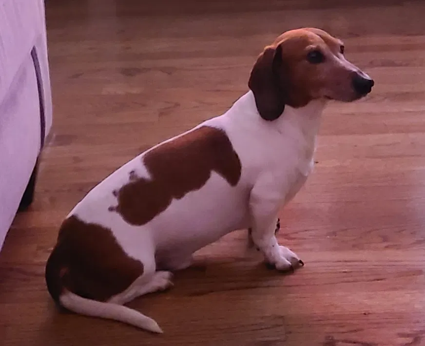 Lost dog in Inkster, MI, 48141