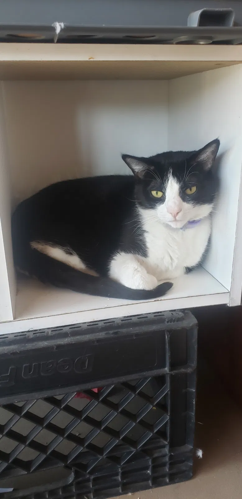 Lost cat in Chino, CA, 91710