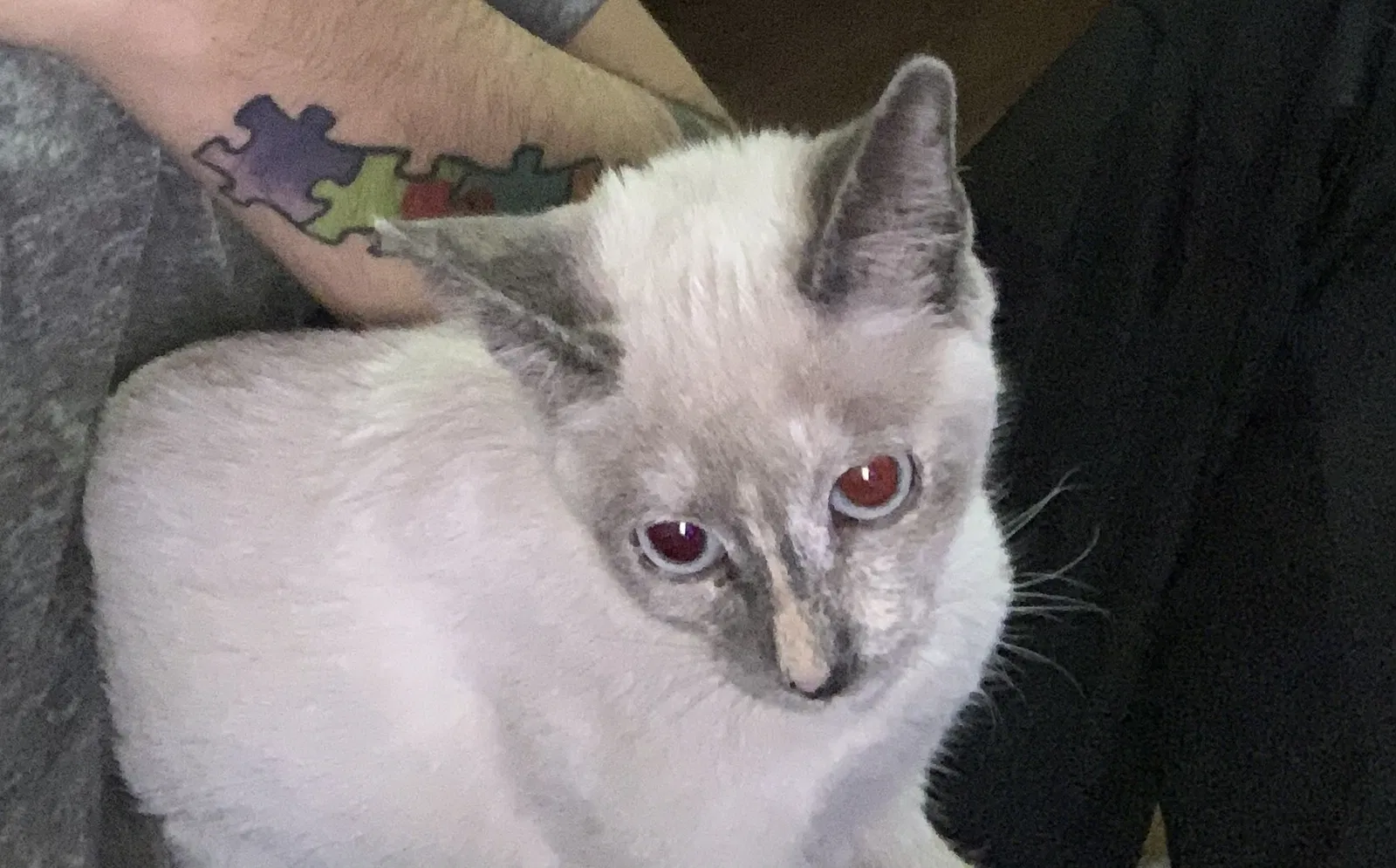 Lost cat in Banning, CA, 92220