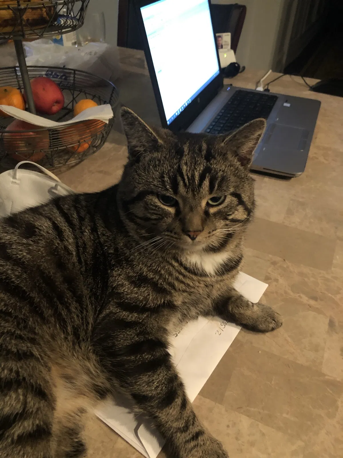Lost cat in Woodbridge, VA, 22193