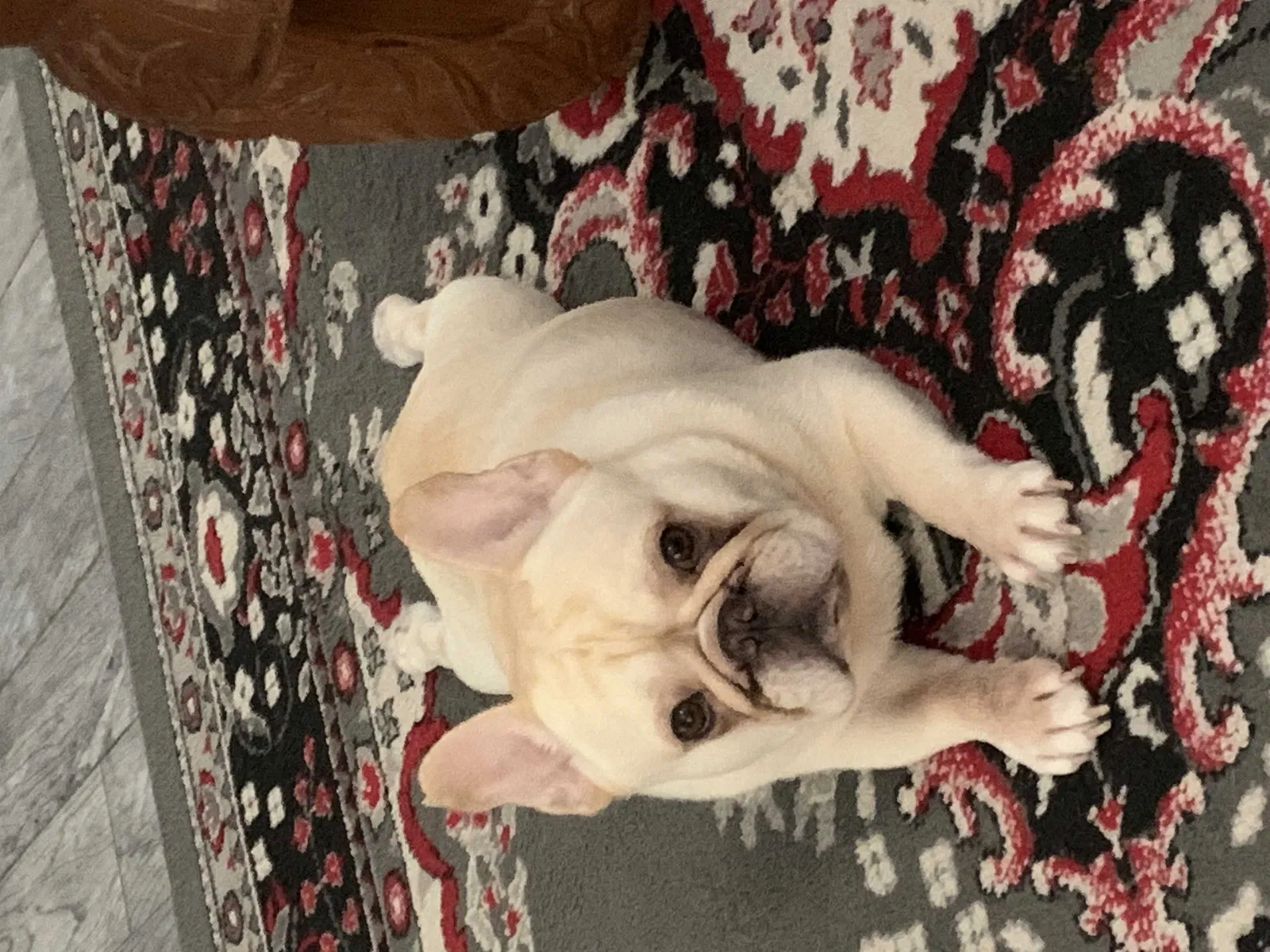 Lost dog in Deltona, FL, 32738