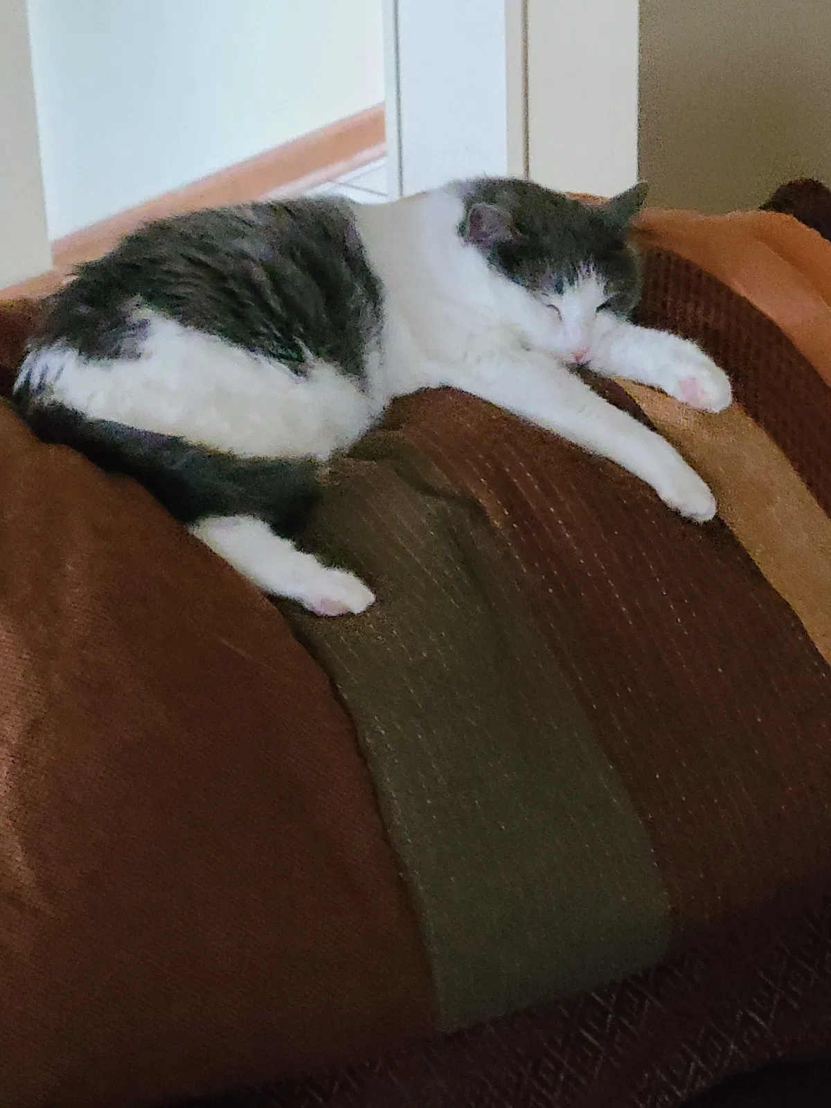 Lost cat in Shorewood, IL, 60404