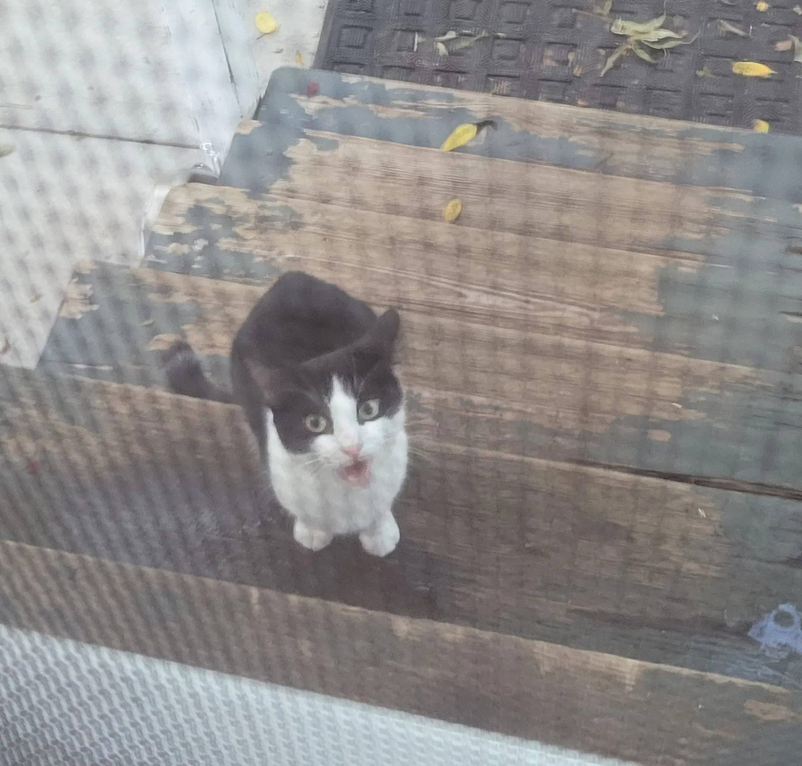 Found cat in Laurinburg, NC, 28352