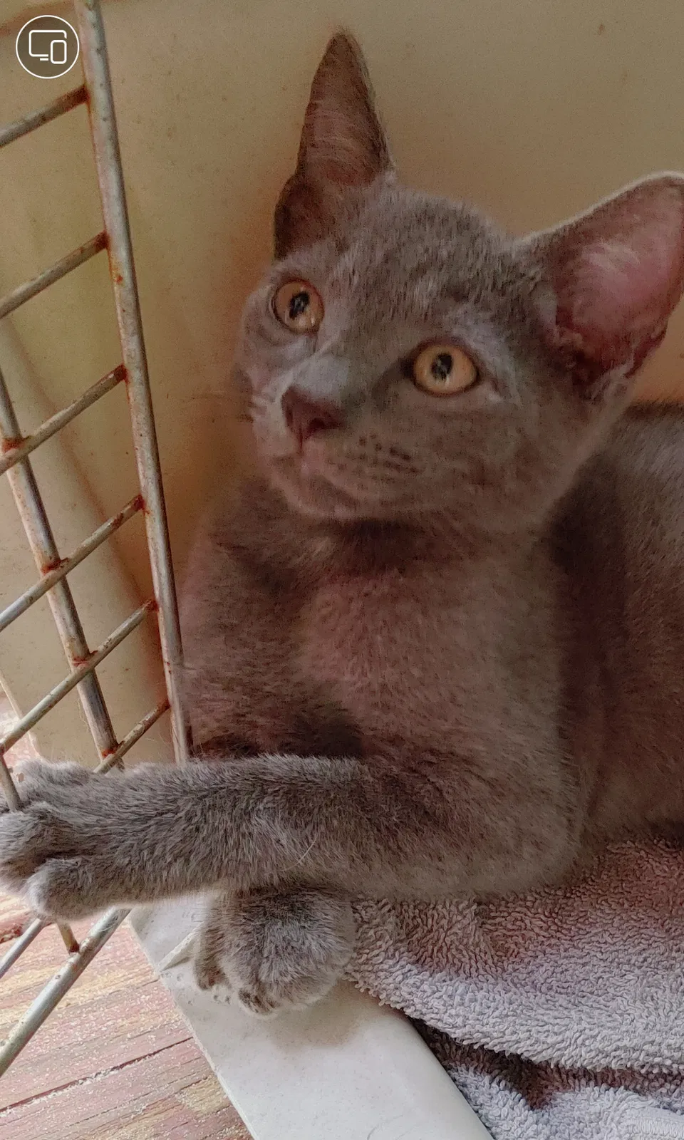 Lost cat in Branford, FL, 32008