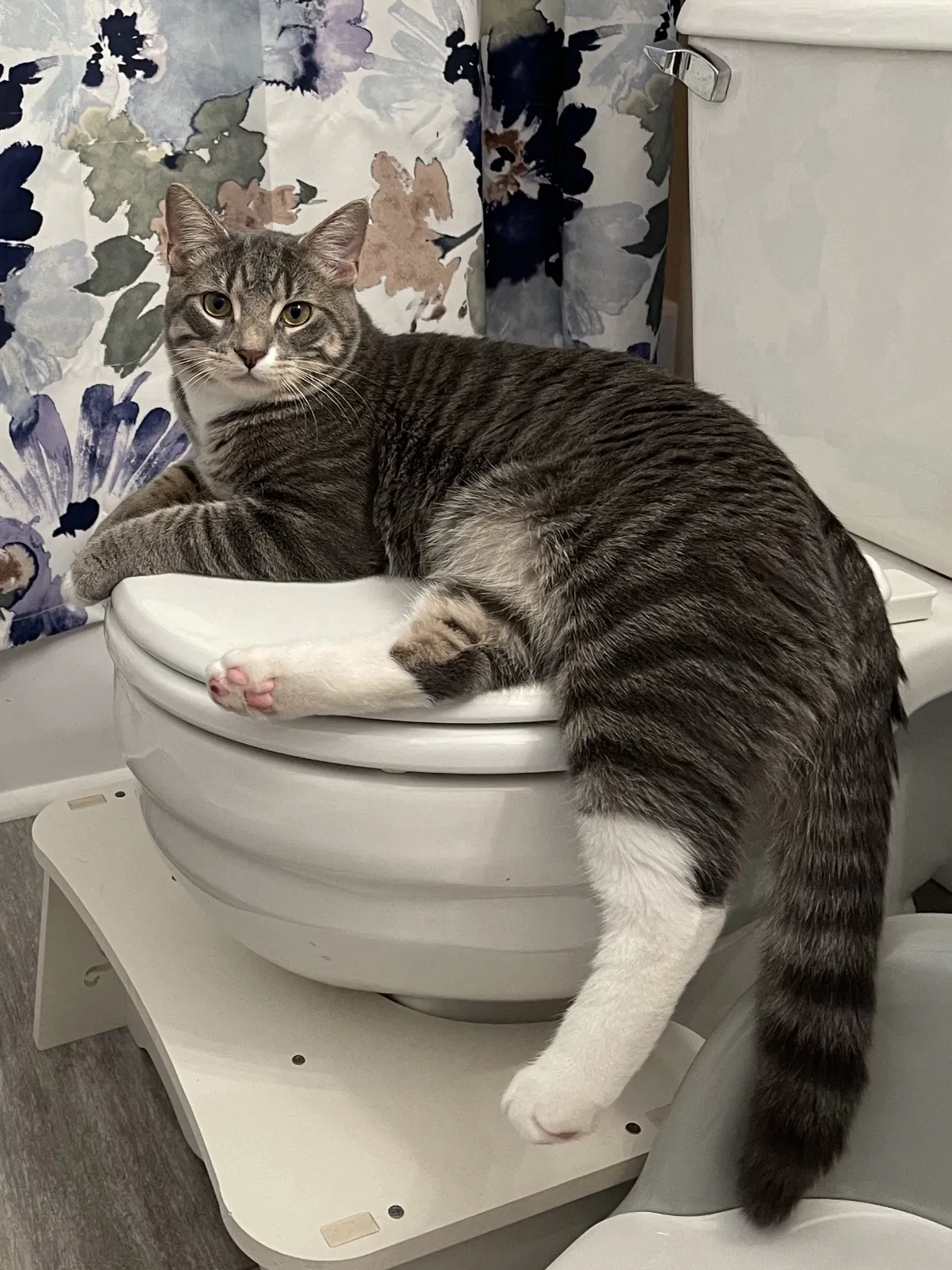 Lost cat in Rochester, NY, 14618