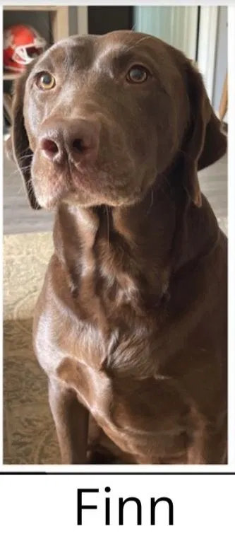 Lost dog in Irmo, SC, 29063
