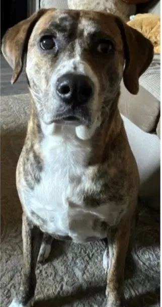 Lost dog in Irmo, SC, 29063