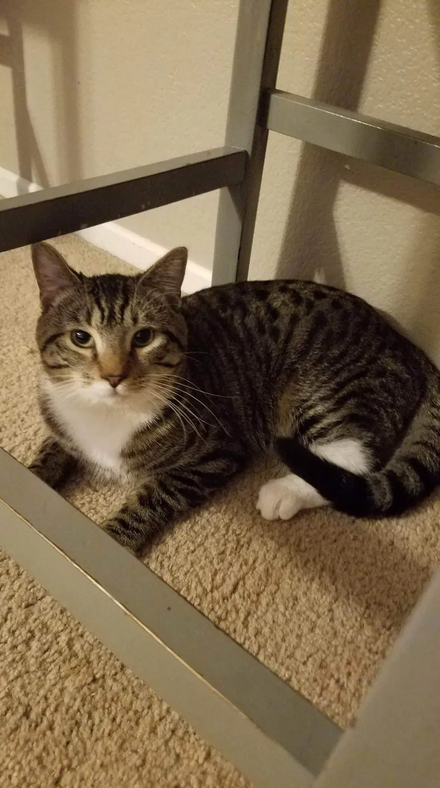 Lost cat in Henderson, NV, 89002