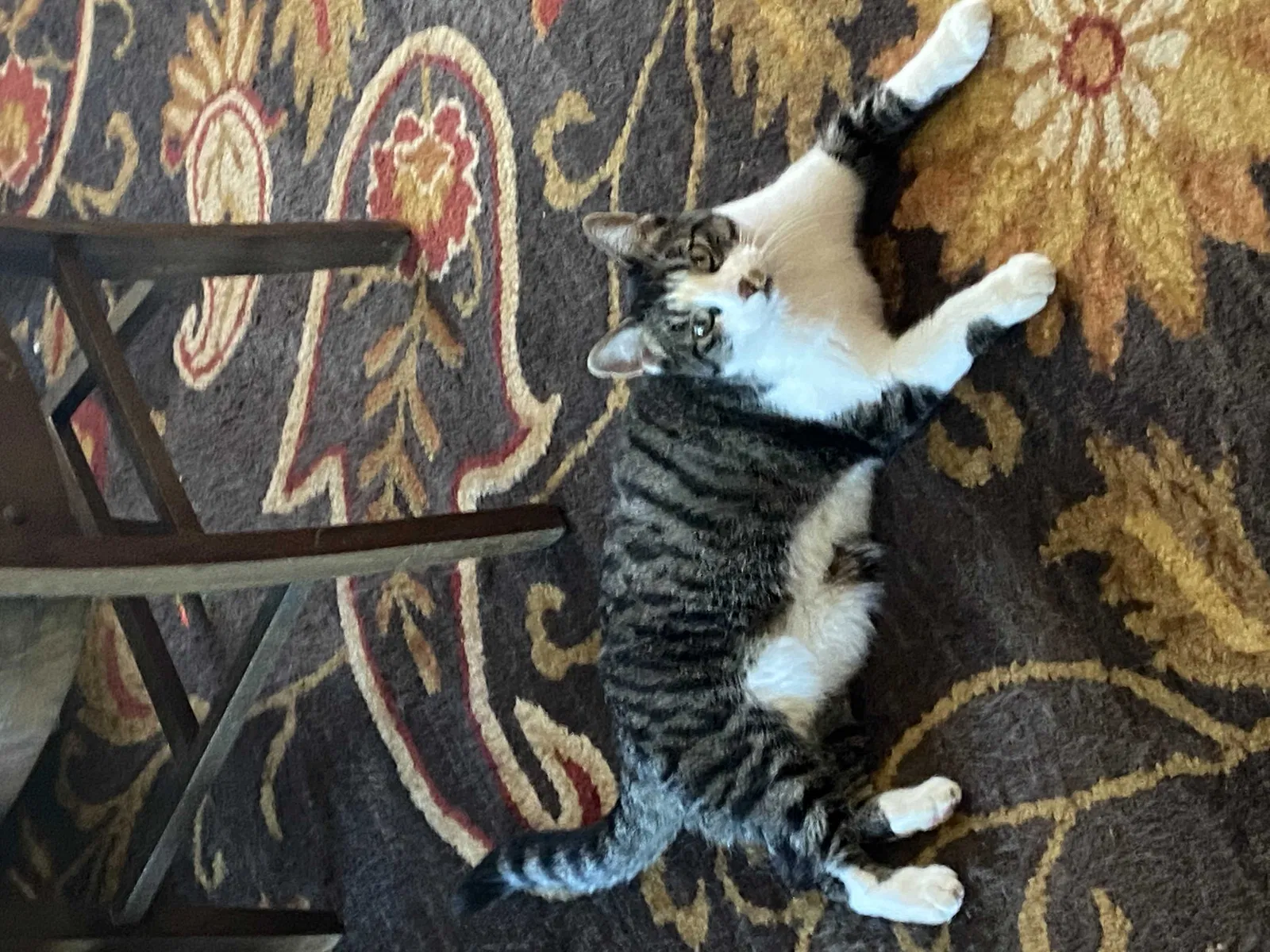 Found cat in Crown Point, IN, 46307