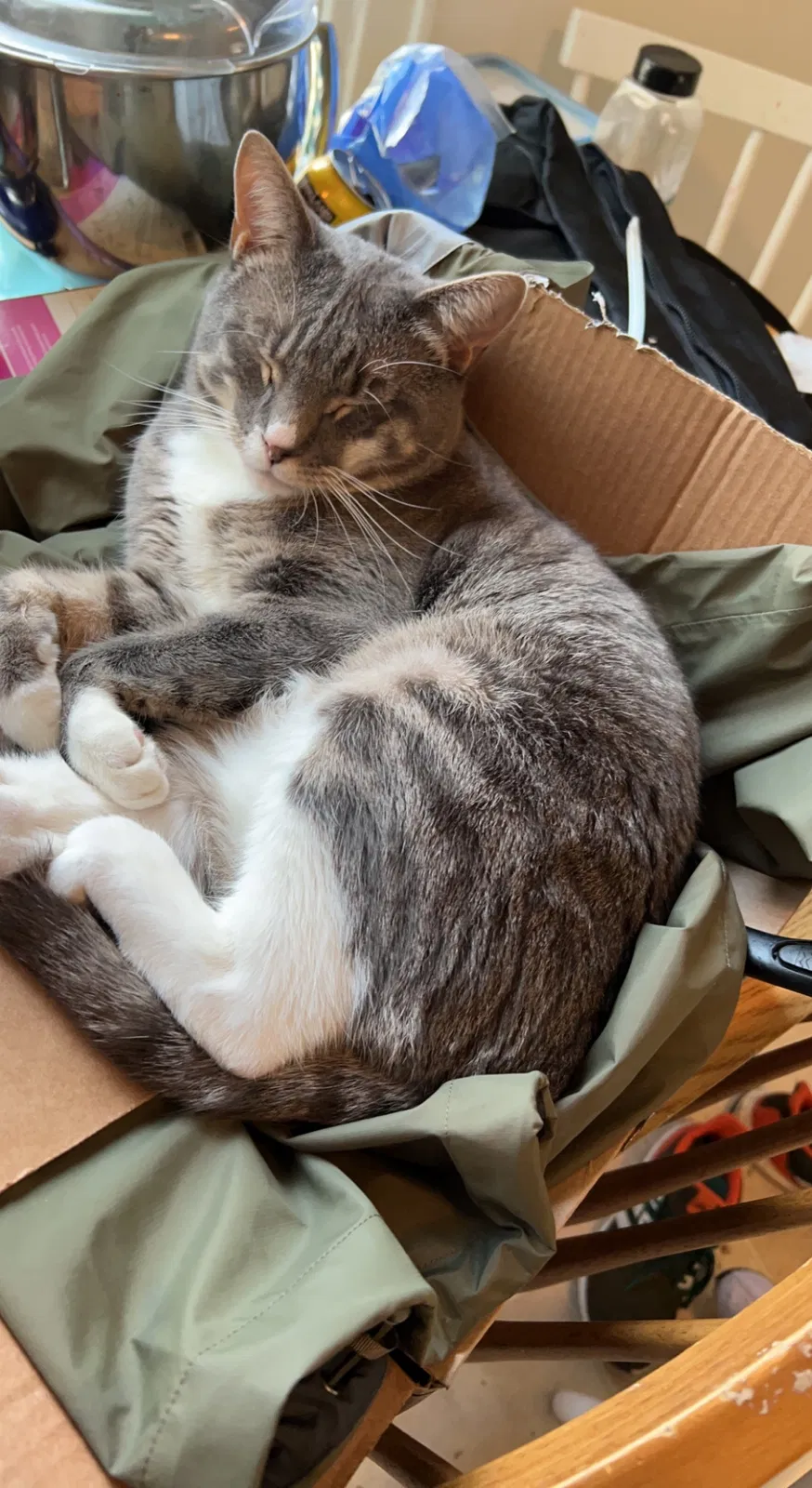 Lost cat in Milwaukee, WI, 53213