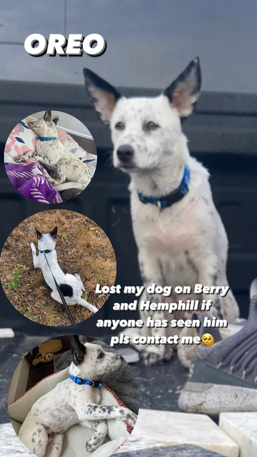 Lost dog in Fort Worth, TX, 76110