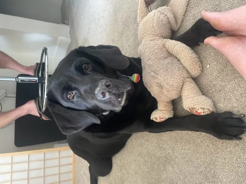 Lost dog in Vancouver, WA, 98660