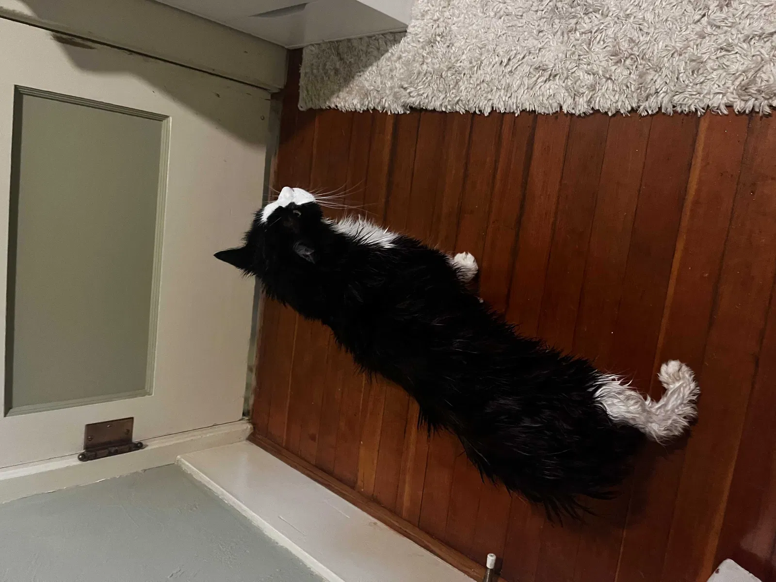 Found cat in Silverton, OR, 97381