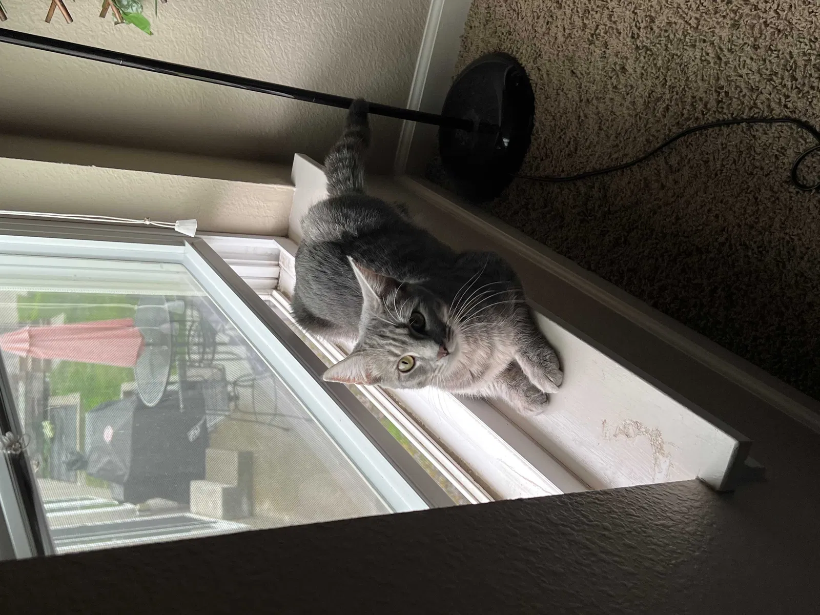 Lost cat in Kansas City, MO, 64151