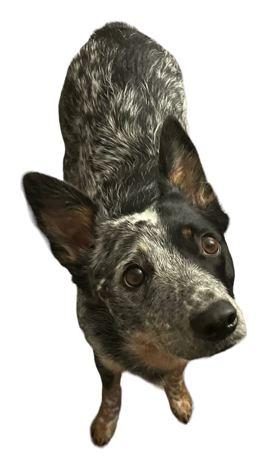 Lost dog in Fallbrook, CA, 92028