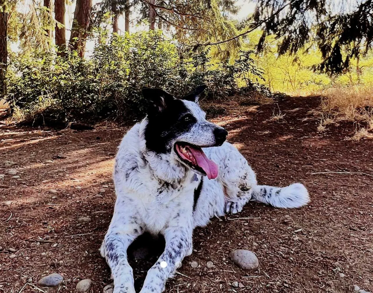 Lost dog in Tacoma, WA, 98406