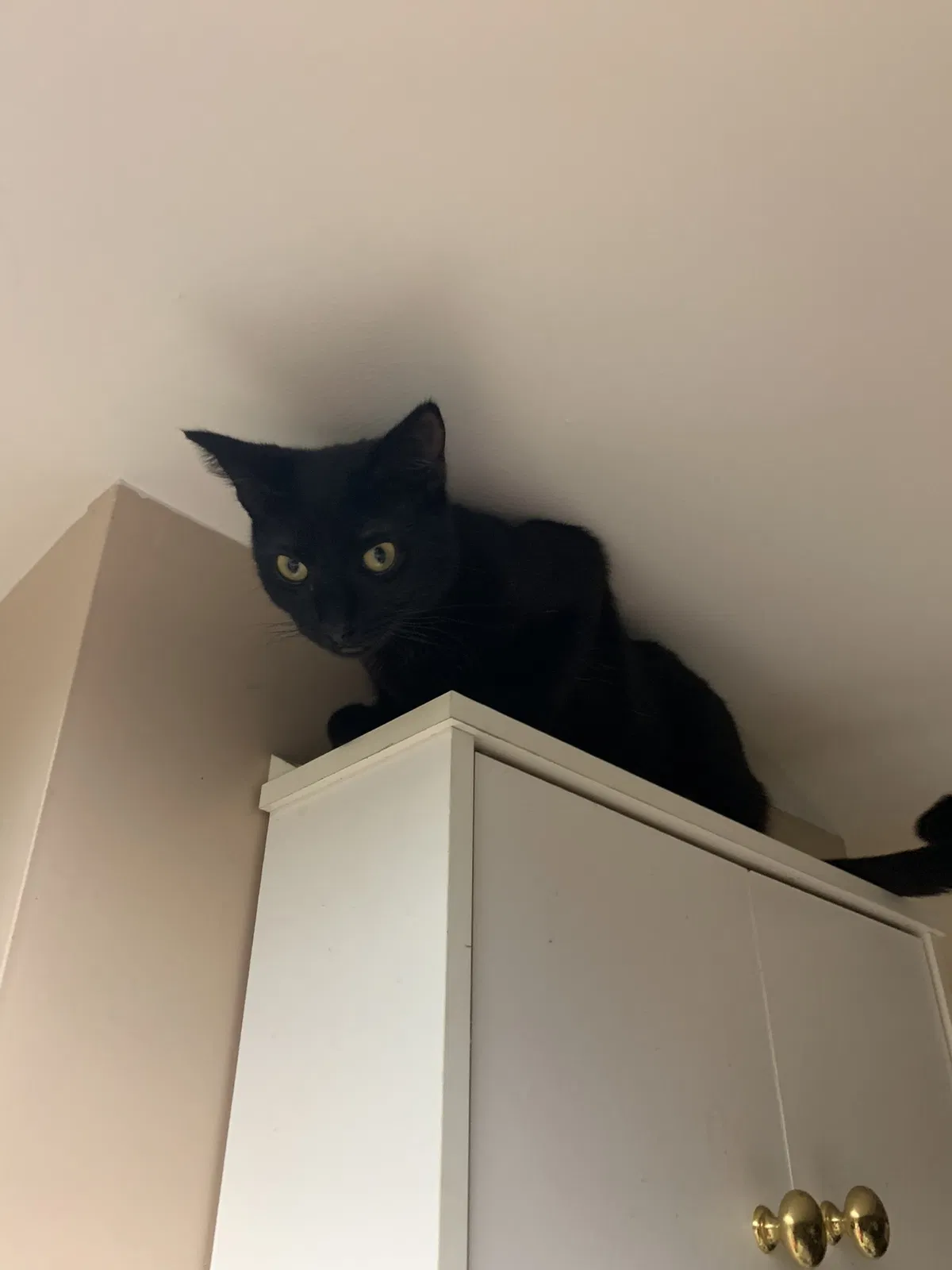 Lost cat in Sarasota, FL, 34243