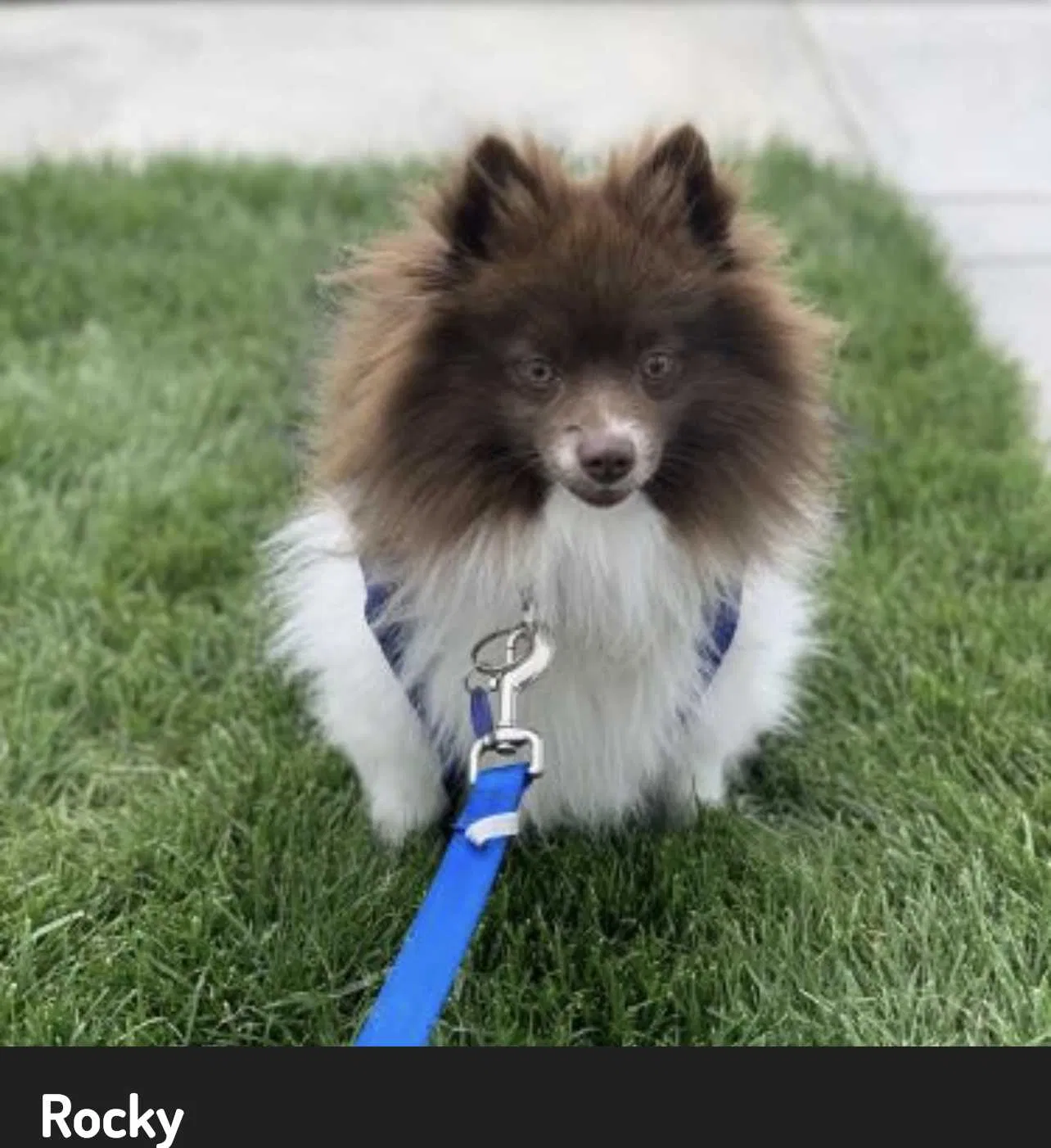 Lost dog in Fontana, CA, 92335