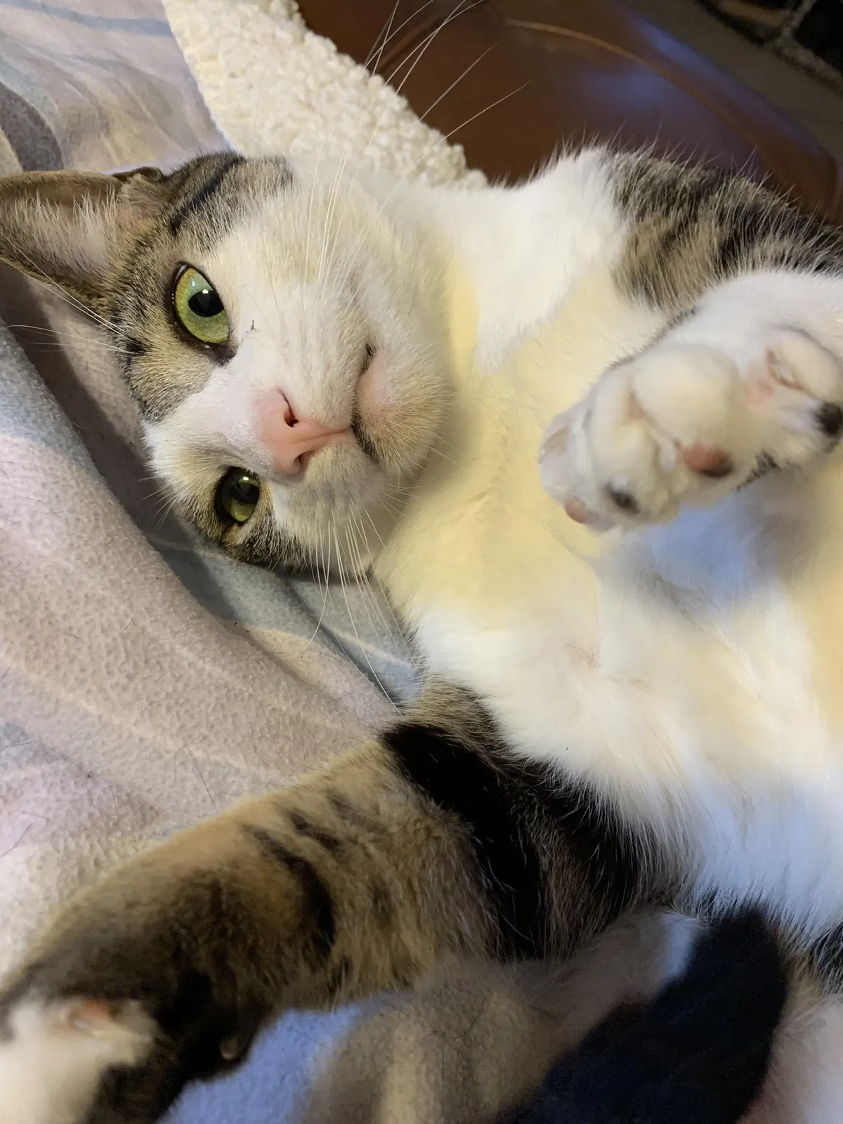 Lost cat in Sarasota, FL, 34243