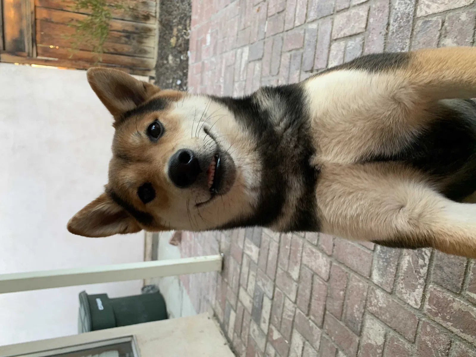 Lost dog in Temecula, CA, 92591