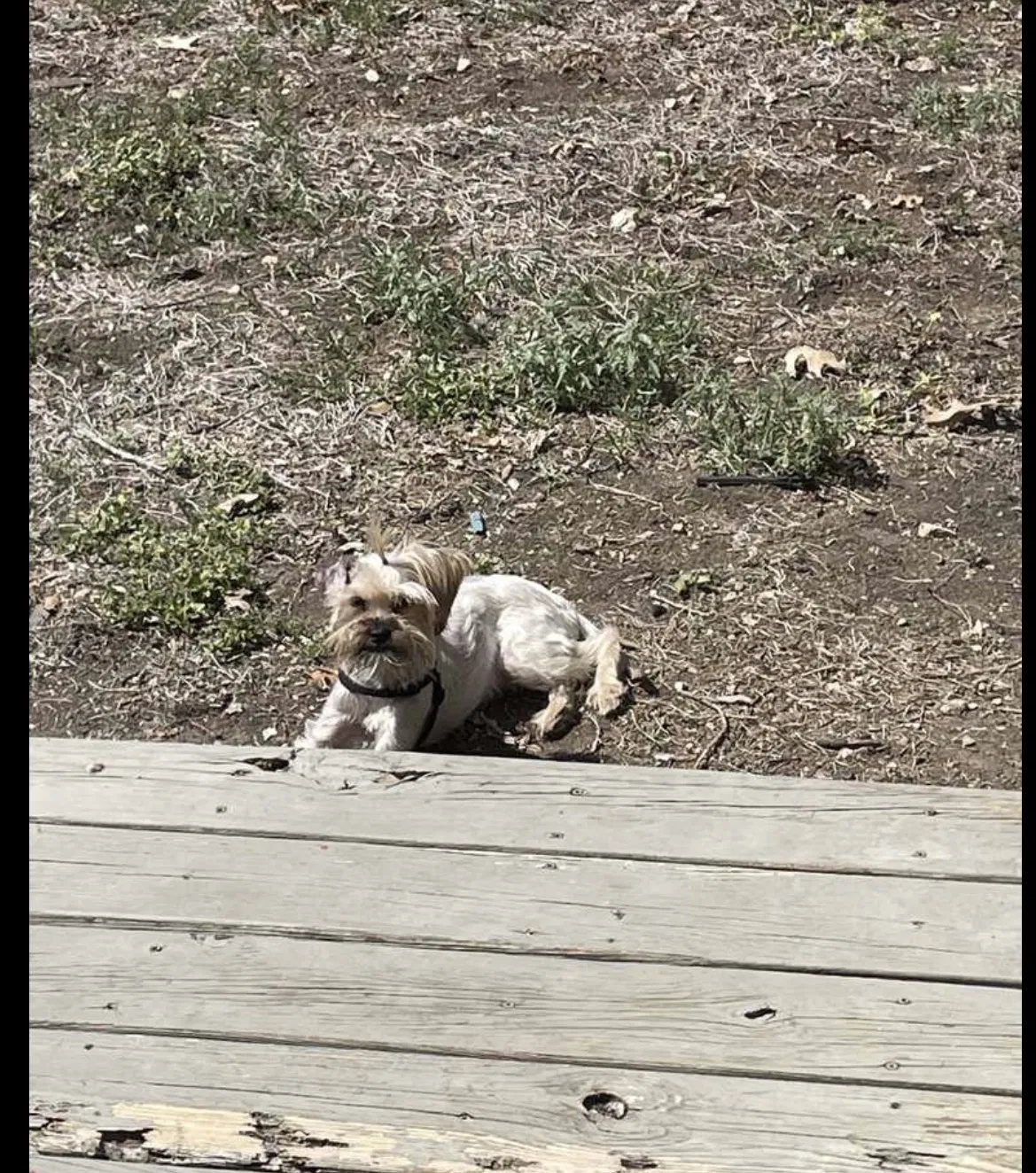 Lost dog in Round Rock, TX, 78664