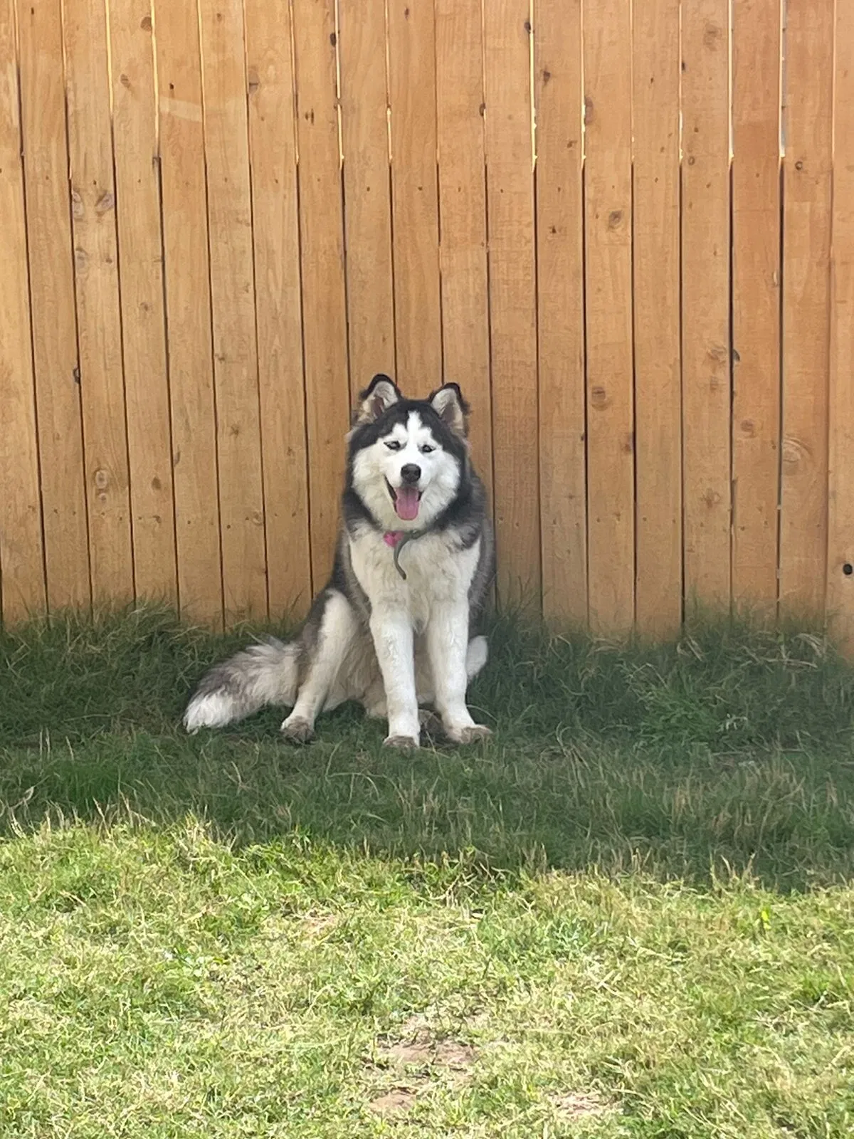 Lost dog in San Antonio, TX, 78223