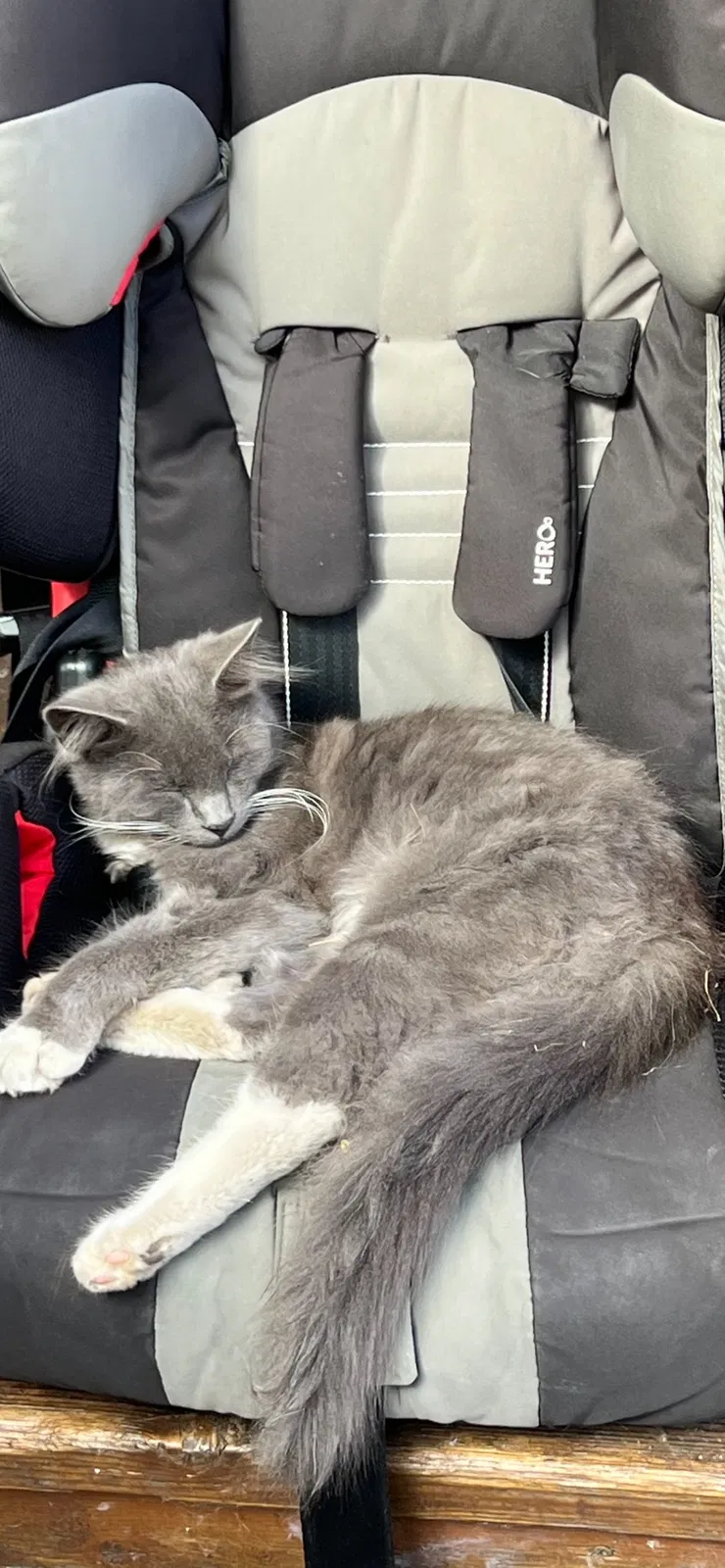Lost cat in Gresham, OR, 97080