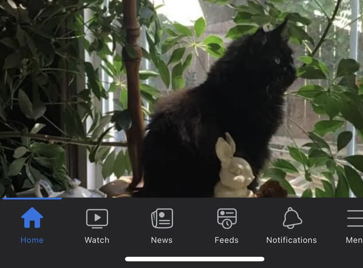 Lost cat in Guthrie, OK, 73044