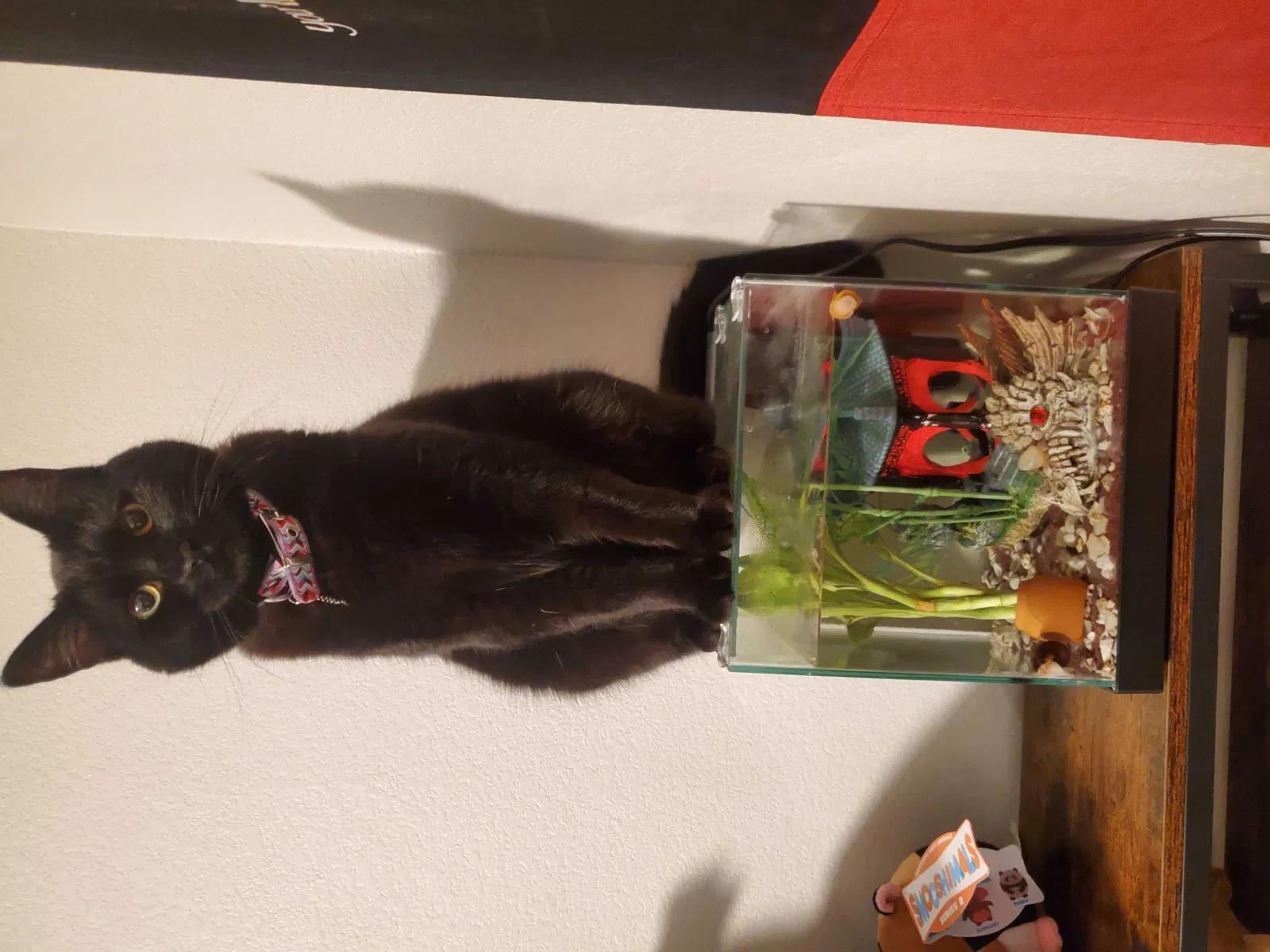 Lost cat in Las Vegas, NV, 89128