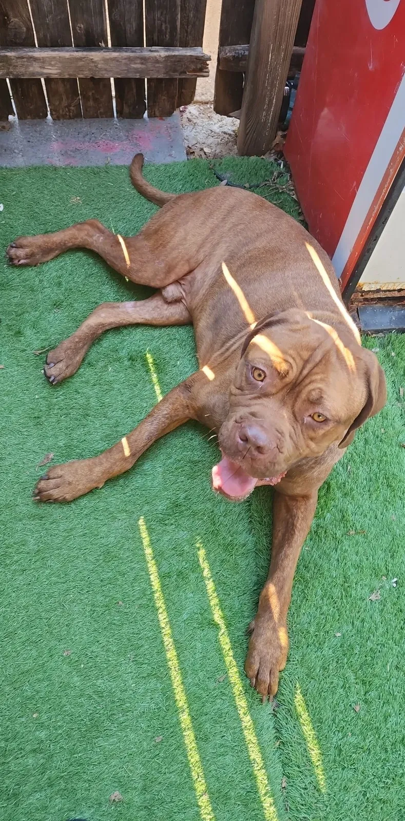 Found dog in Dallas, TX, 75249