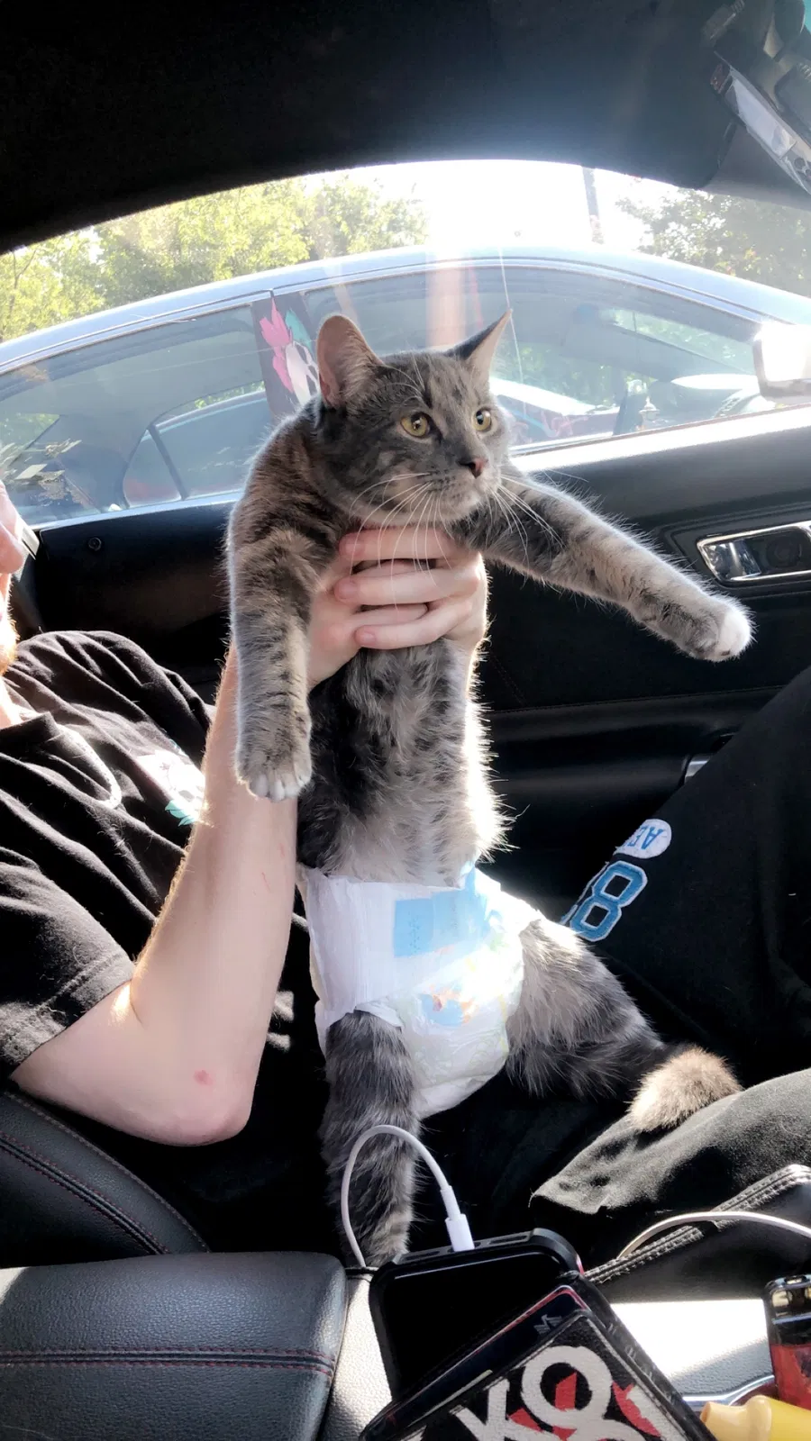 Lost cat in Denver, CO, 80249
